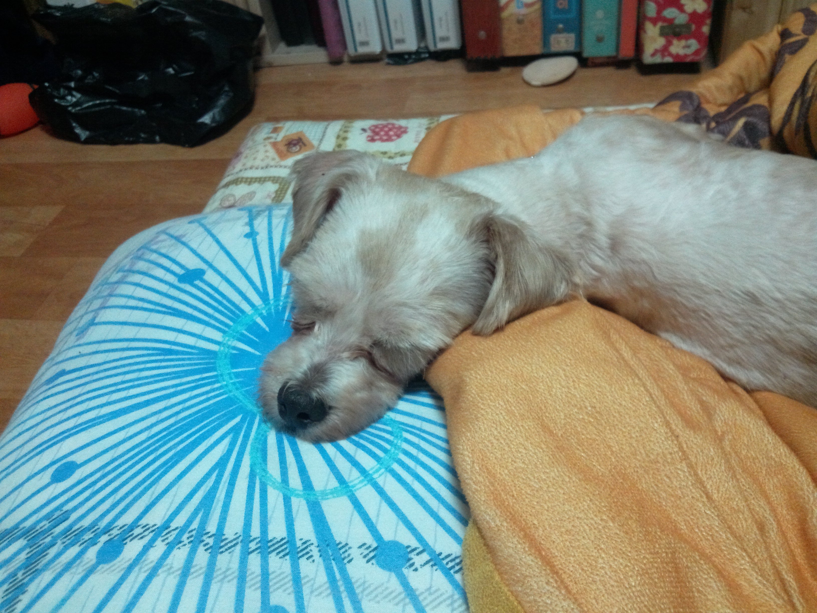 봉봉이 잘지내요~