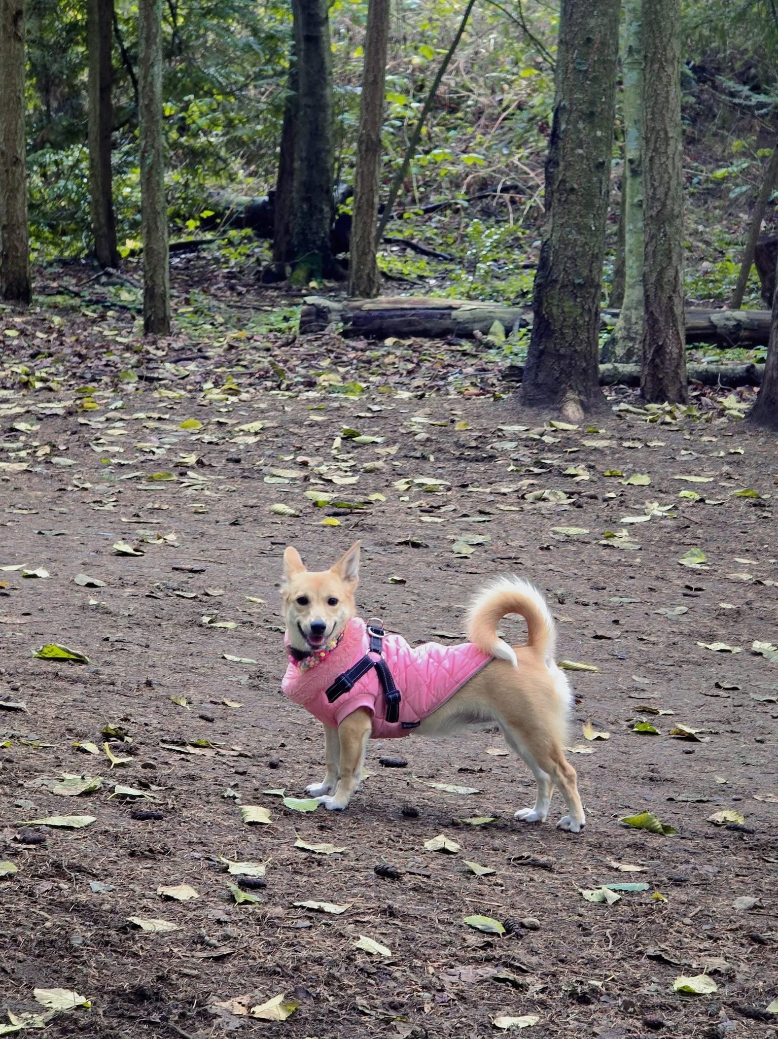 [해외입양] 캐나다 밴쿠버에서 전해온 '모나' 소식💌