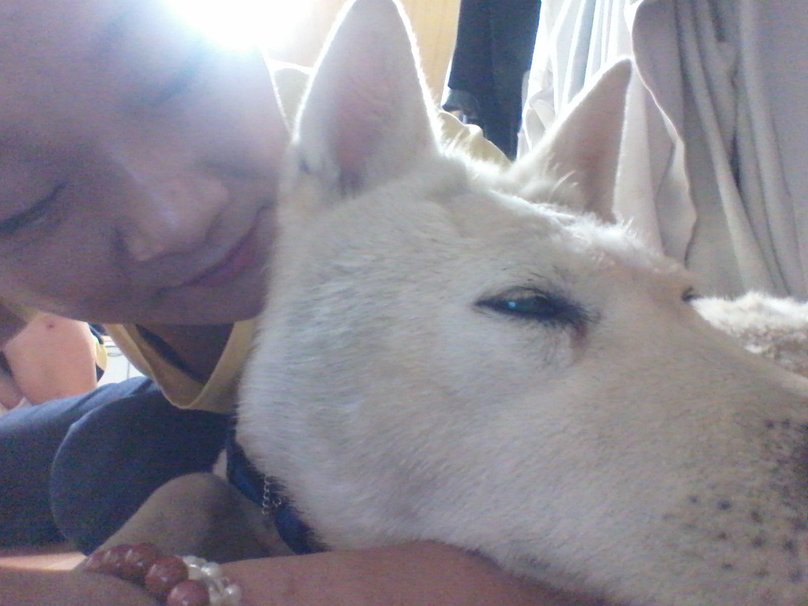 양양에서...쇠옷걸이구조견사랑이후기~