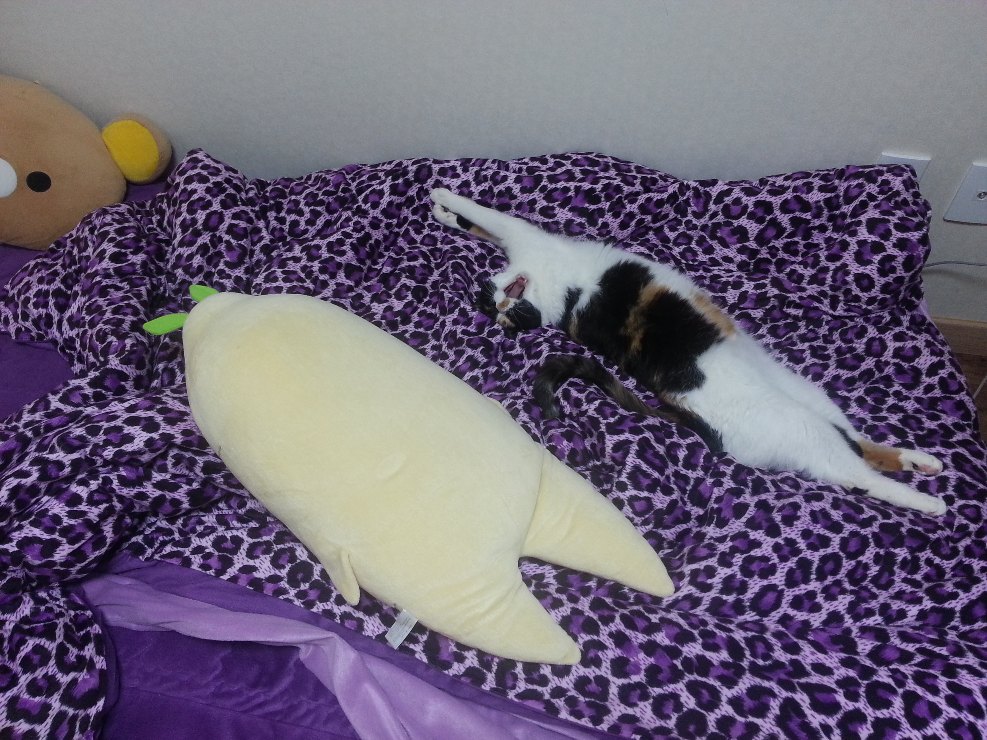 오랜만이에요 ㅎ 근 1년만에 올리는 콩지(소망이) 소식입니다!