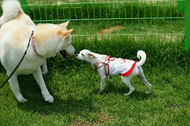울산 애견 운동 공원