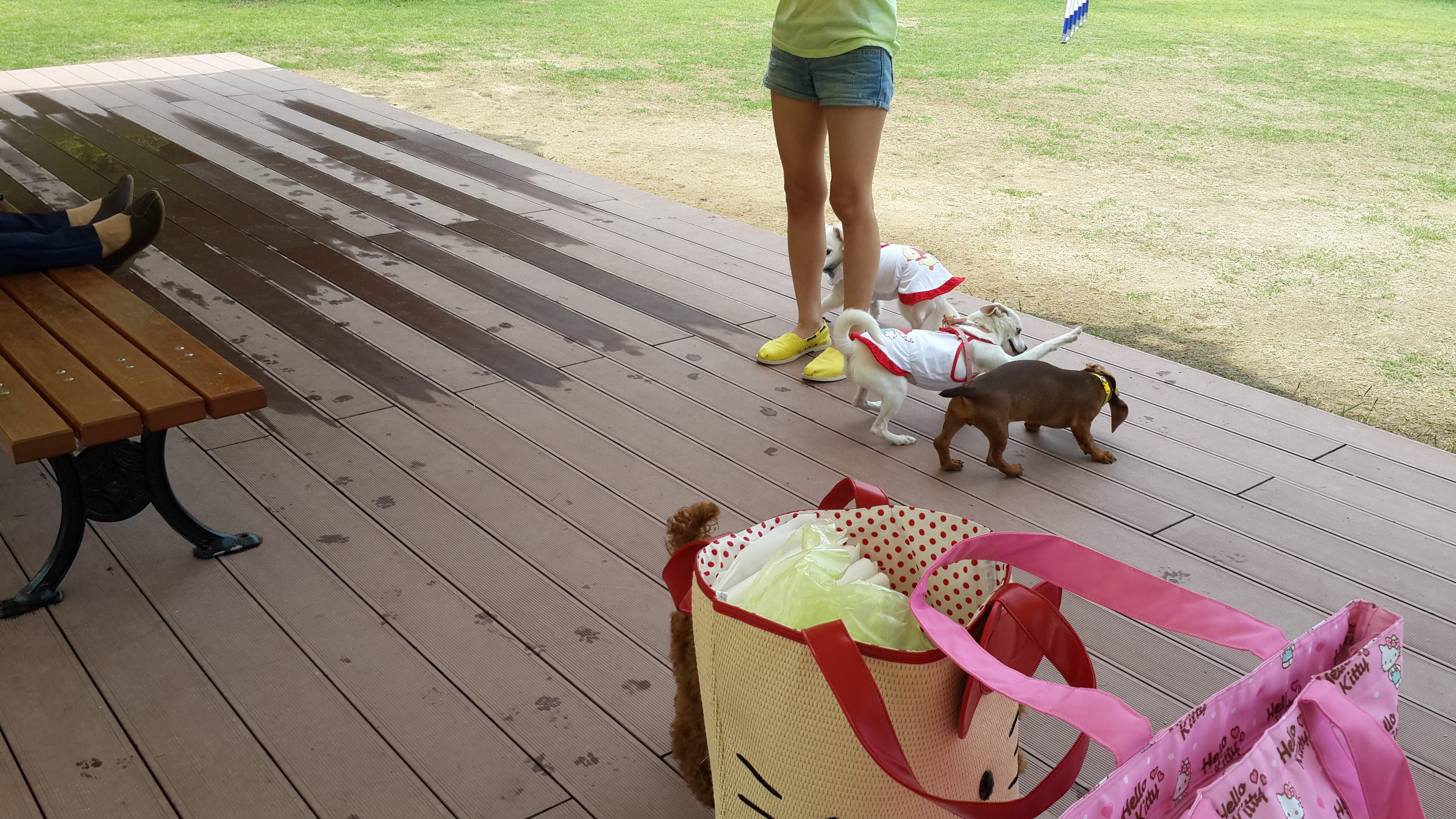 울산 애견 운동 공원