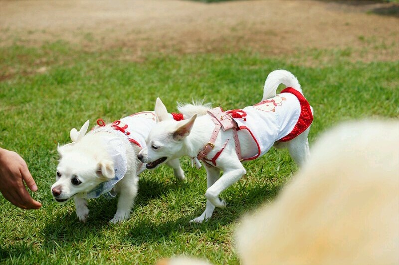 울산 애견 운동 공원