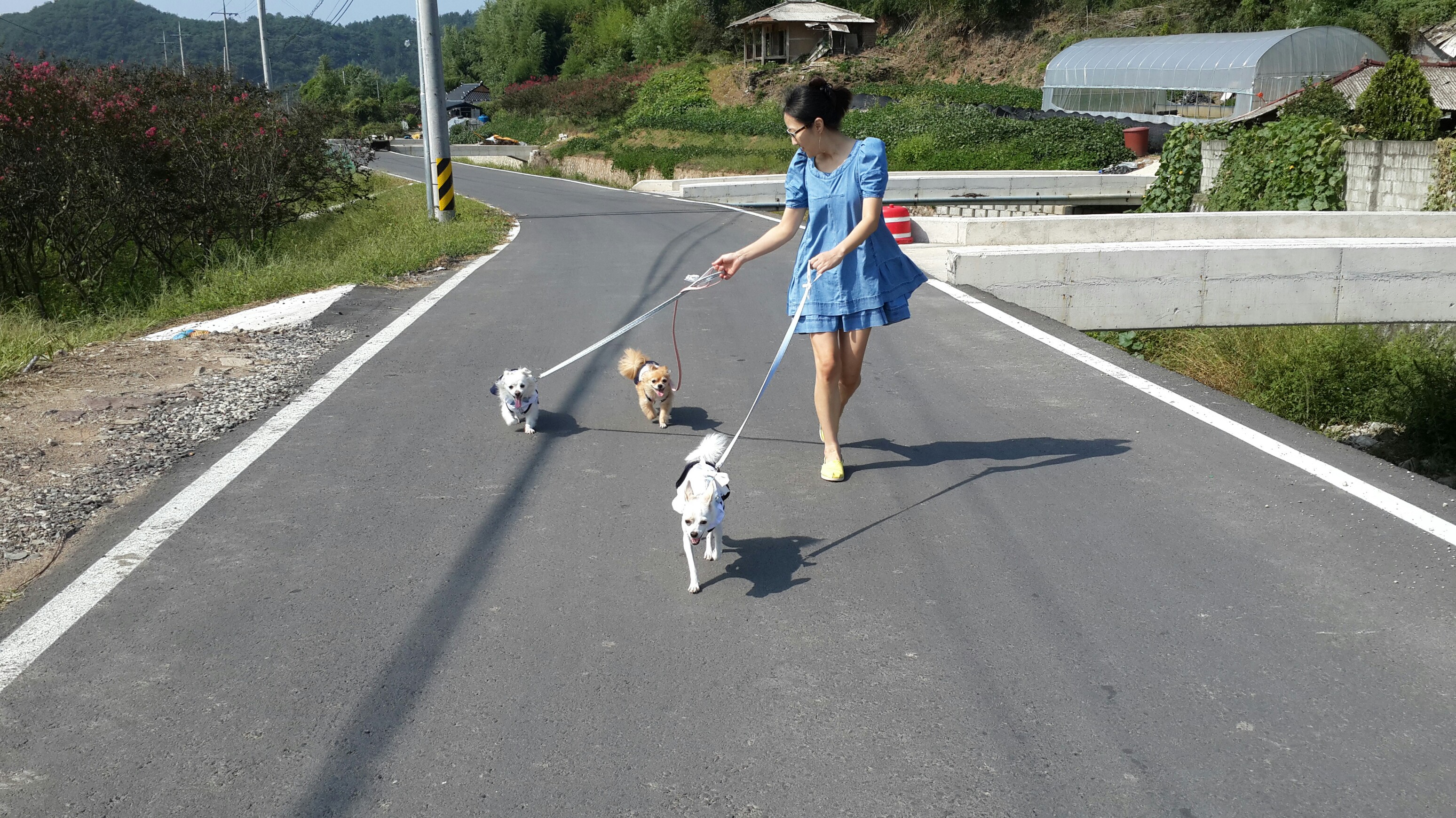 울똥깡들 시골길 산책~~~