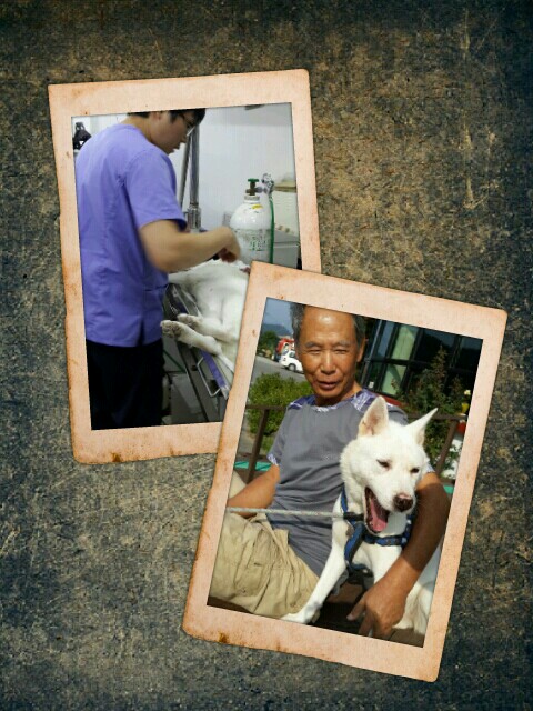 양양사랑이가 중성화수술했어요~