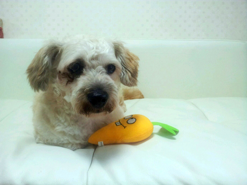 바씨남매들 기억하시나요?....바씨남매들중 바우의 소식입니다.