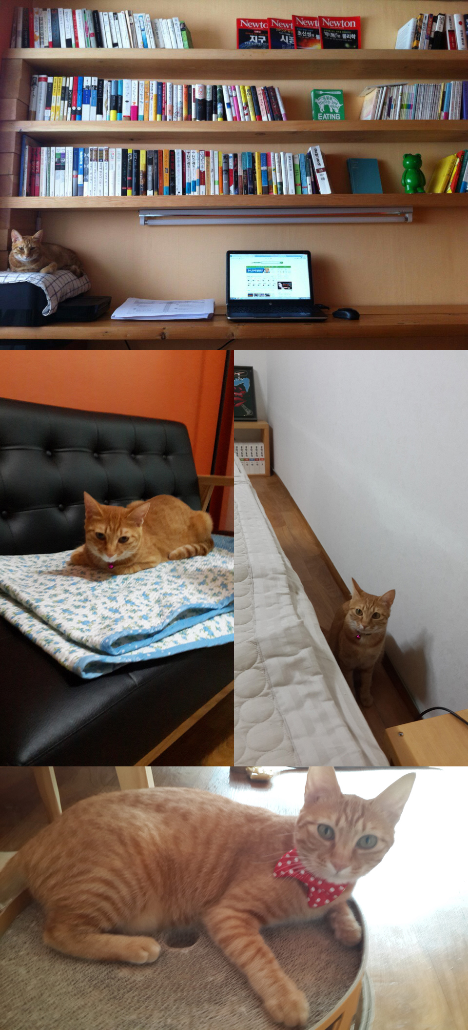 장화 새집 적응 완료!