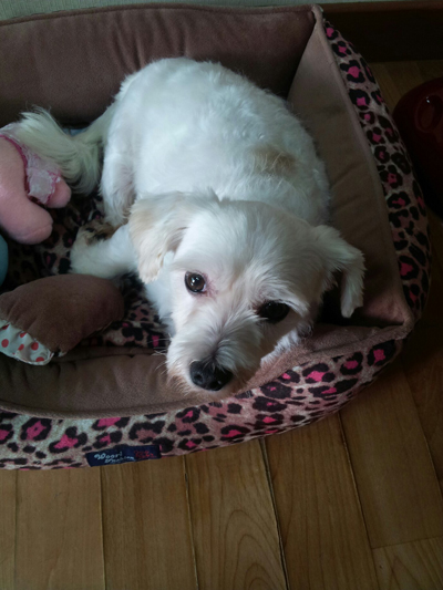 나름 악동(?)이였던 윌리엄이 새로운 가족을 만났어요....^^