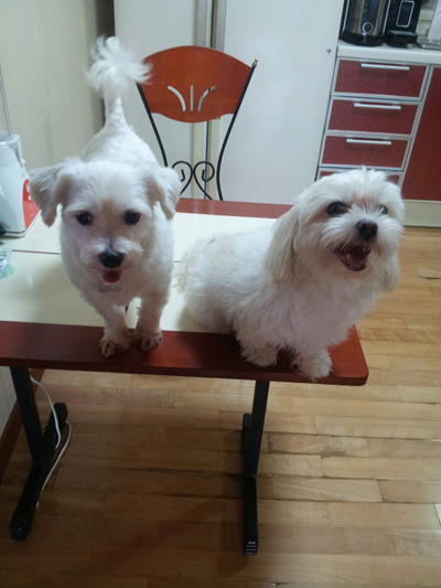 나름 악동(?)이였던 윌리엄이 새로운 가족을 만났어요....^^