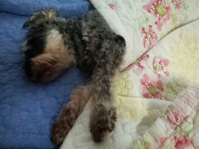 똑똑이와 모모의 몸조리