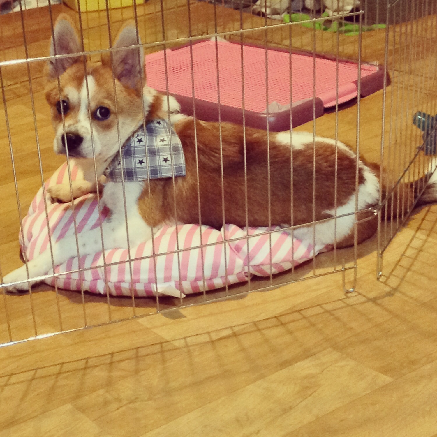 두리 잘 지내고 있어요^^