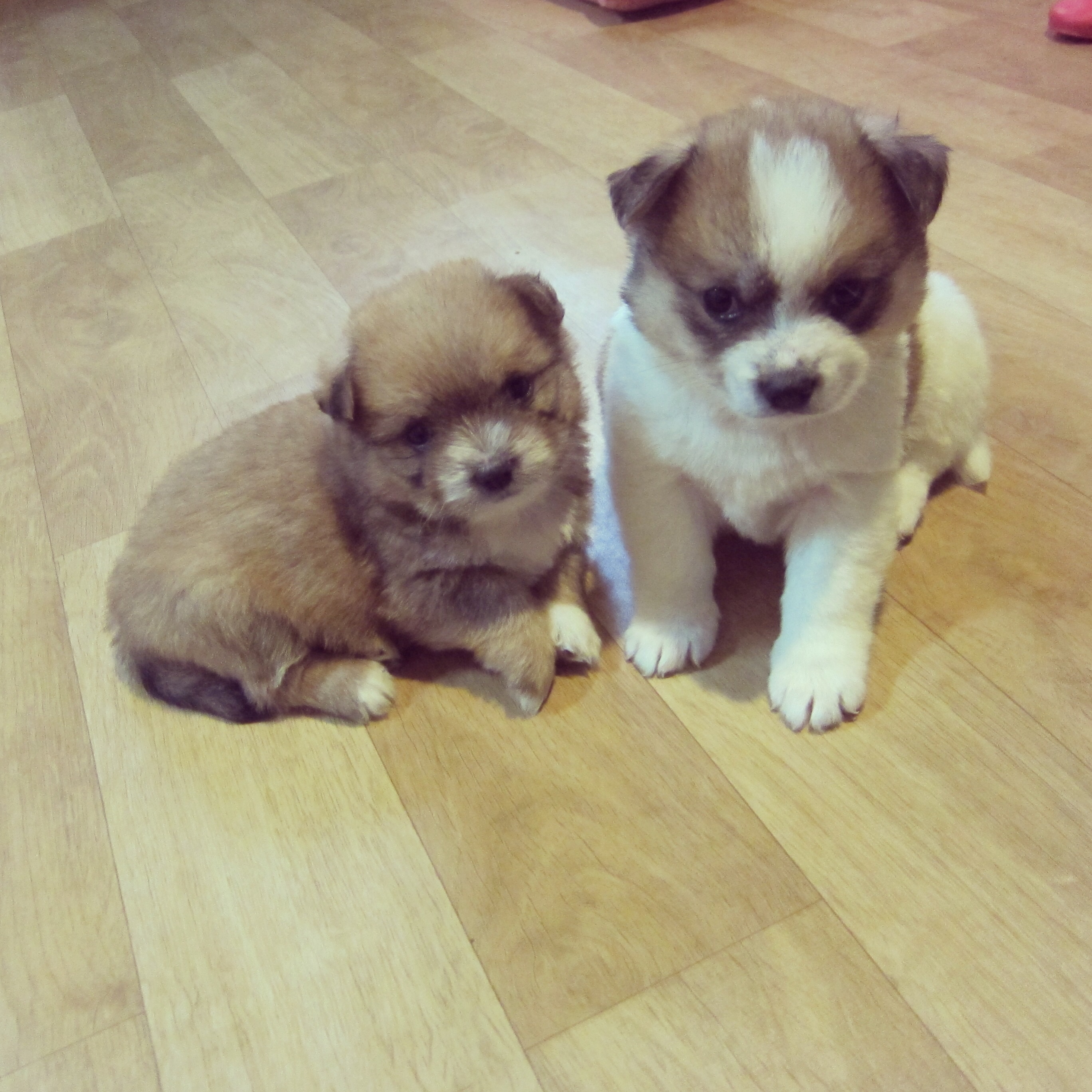 두리 잘 지내고 있어요^^