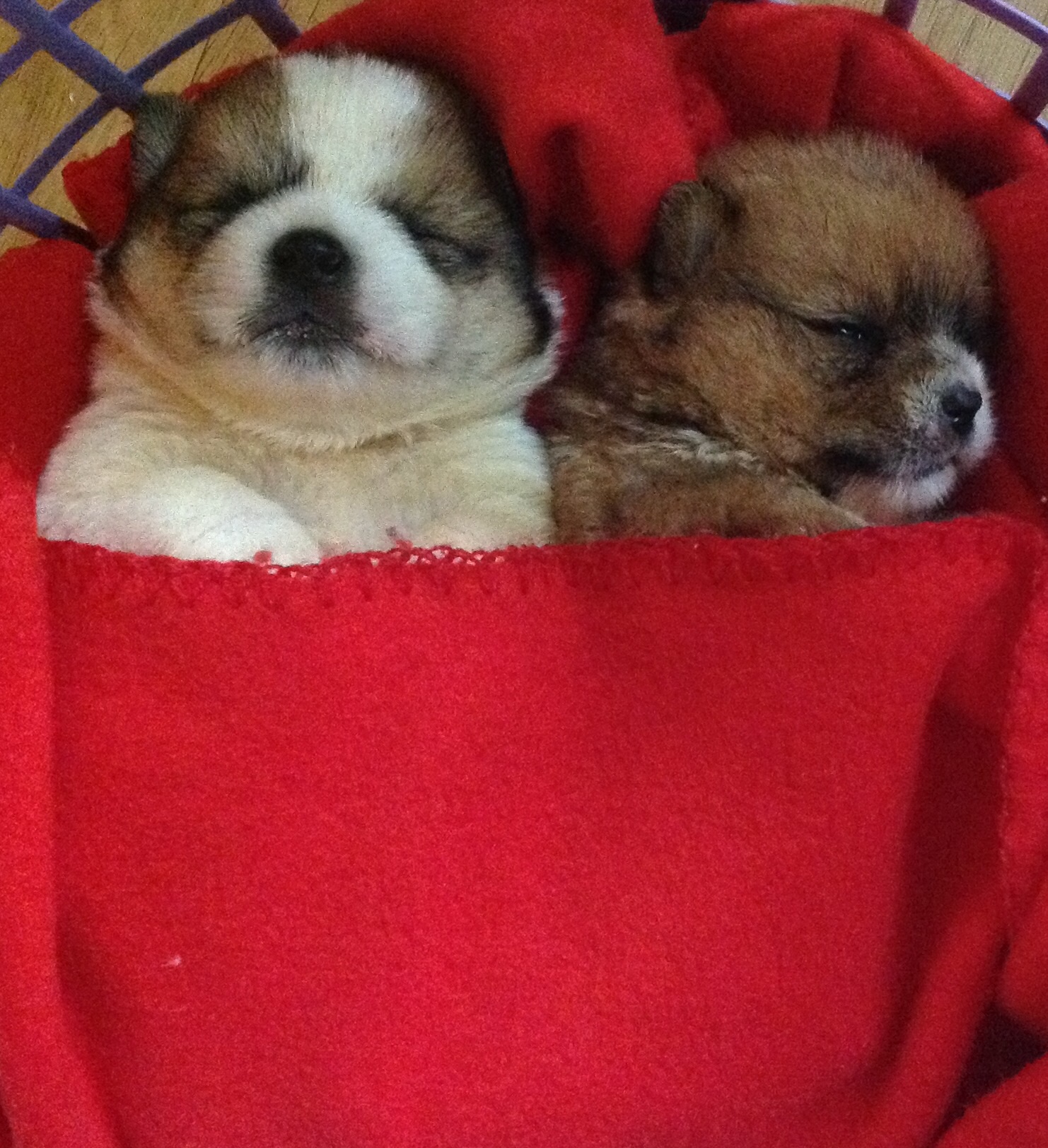 두리 잘 지내고 있어요^^