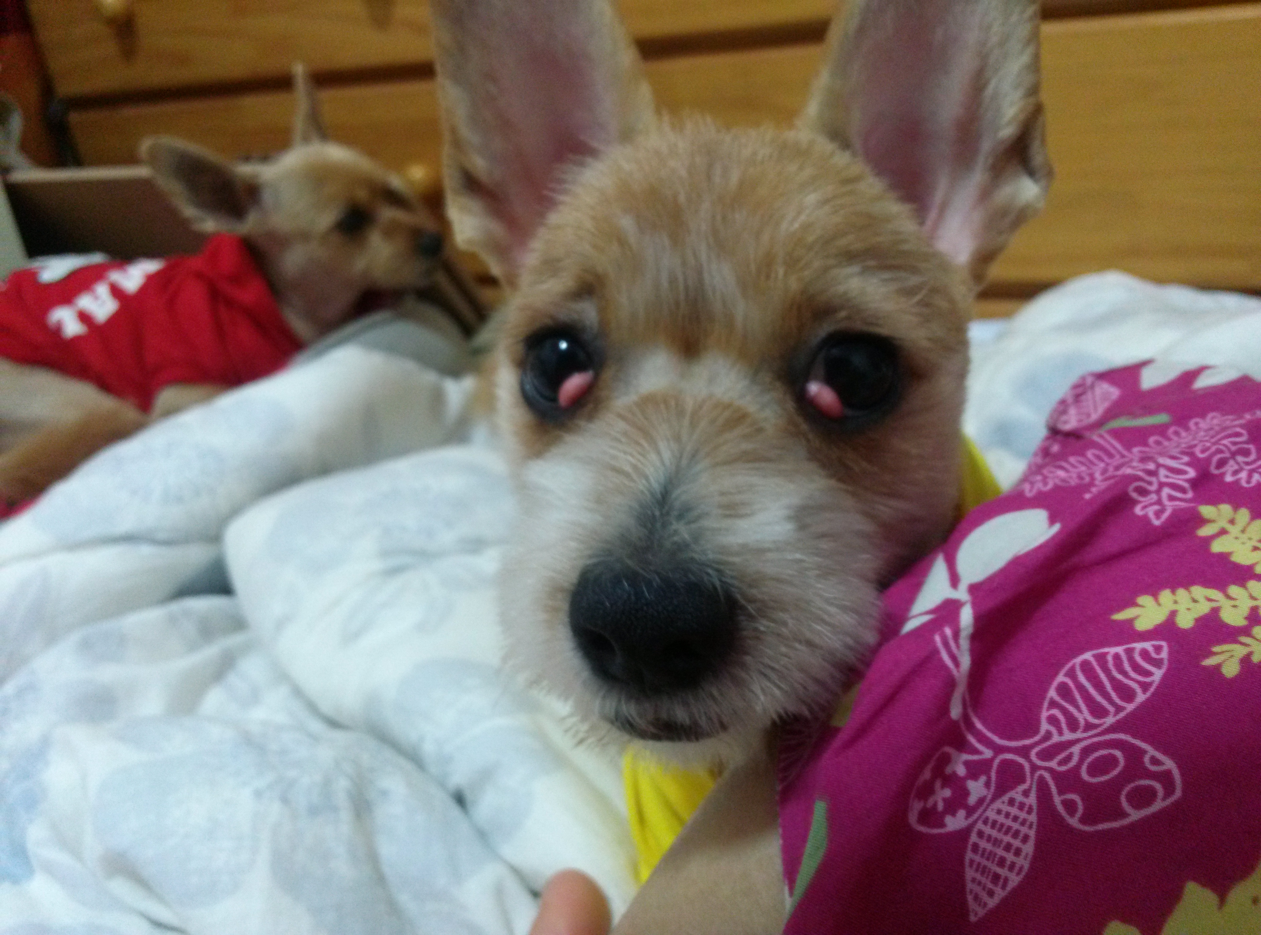 '우리'와  '또미'