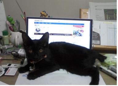 루팡 입양 2일째