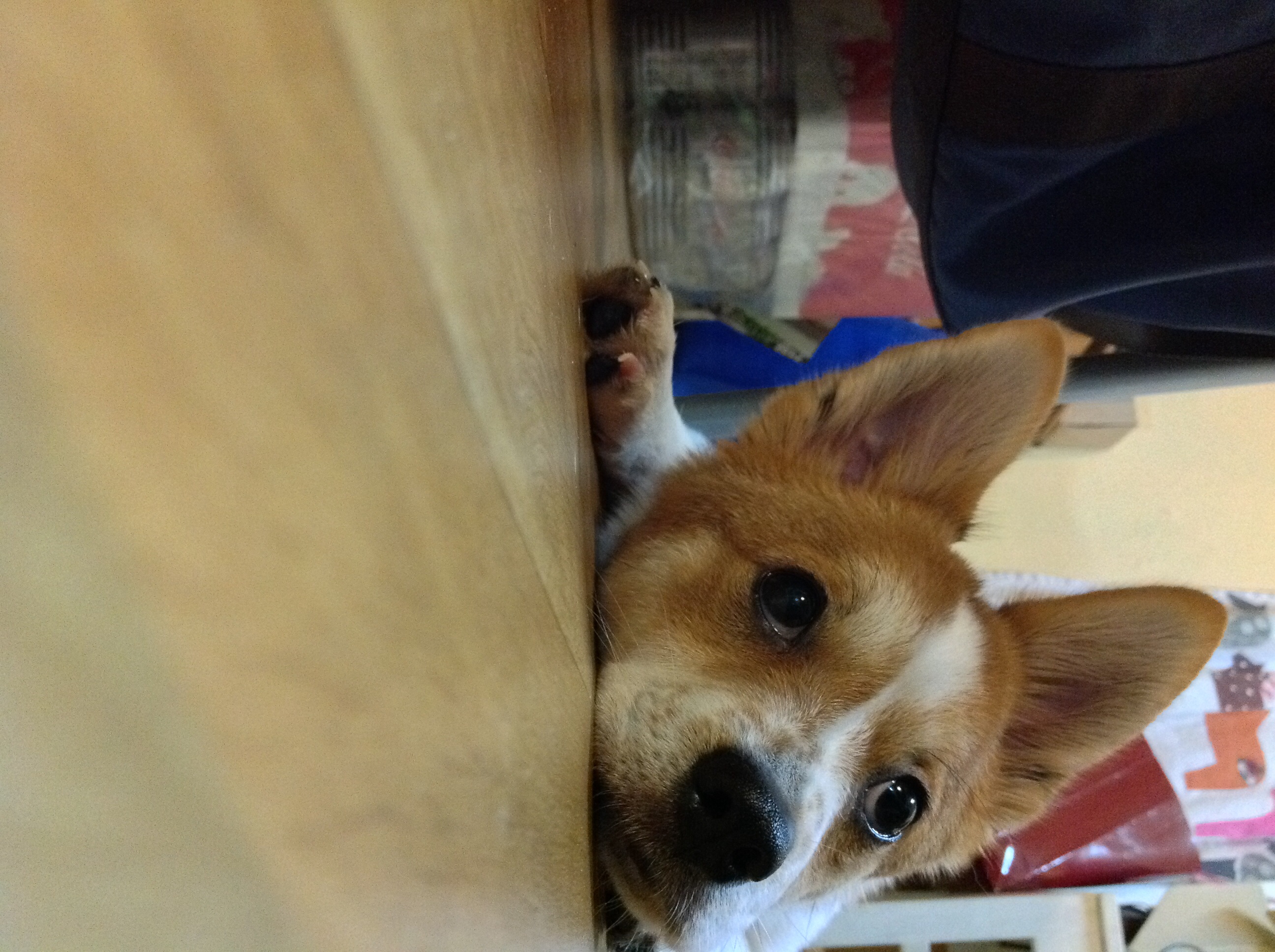 두리 인사왔어용