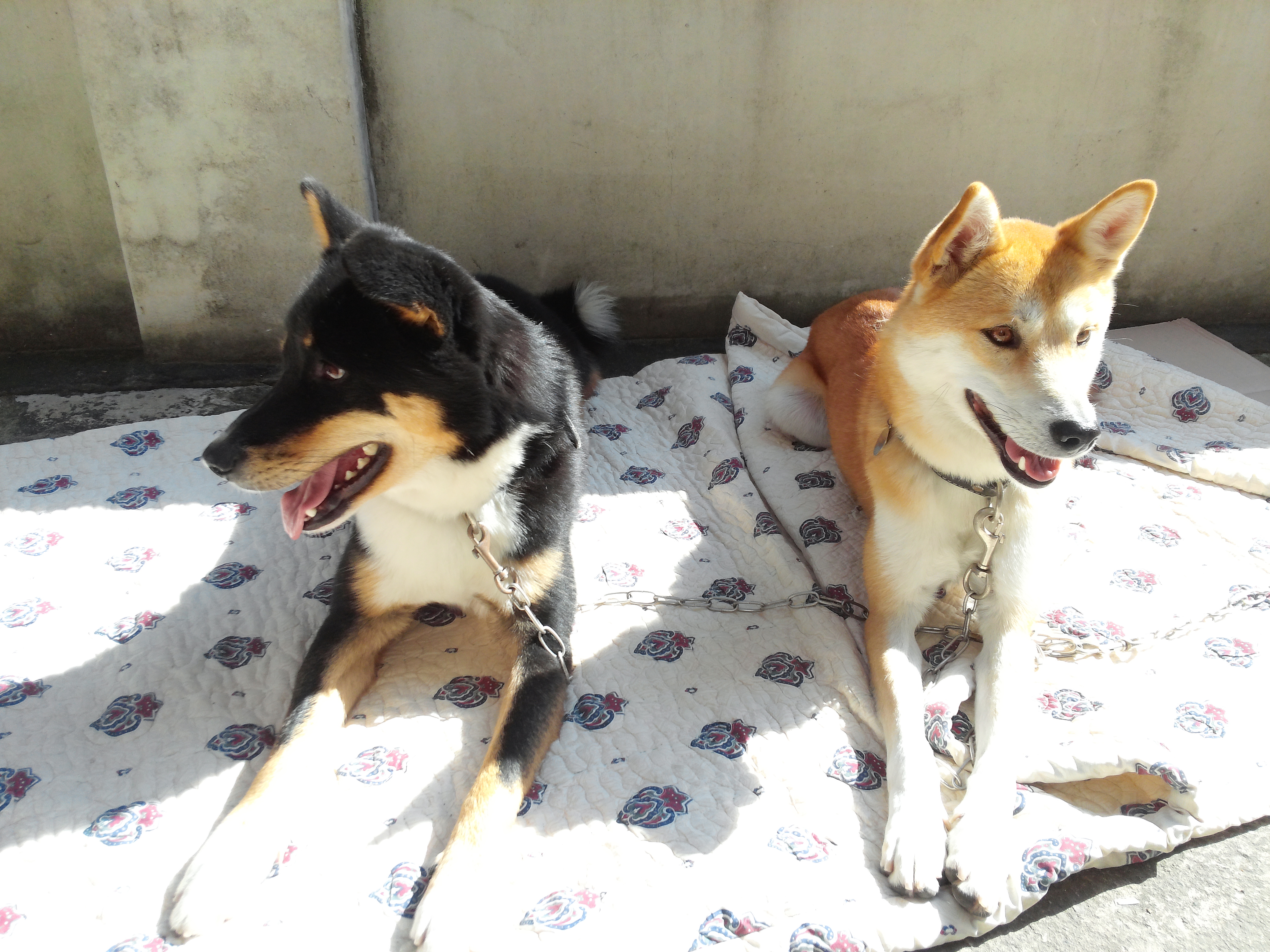 간만에 코코호두입니당. 