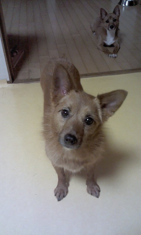 태양이, 담비, 집에서