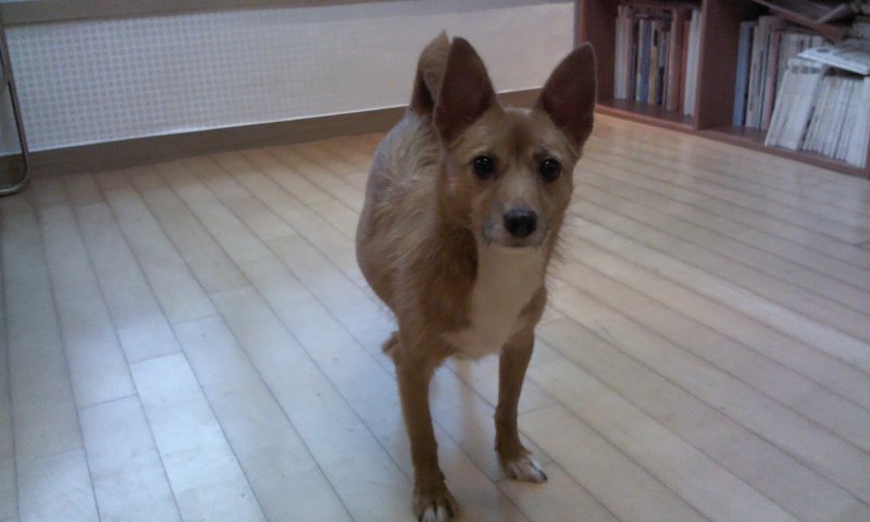 태양이, 담비, 집에서