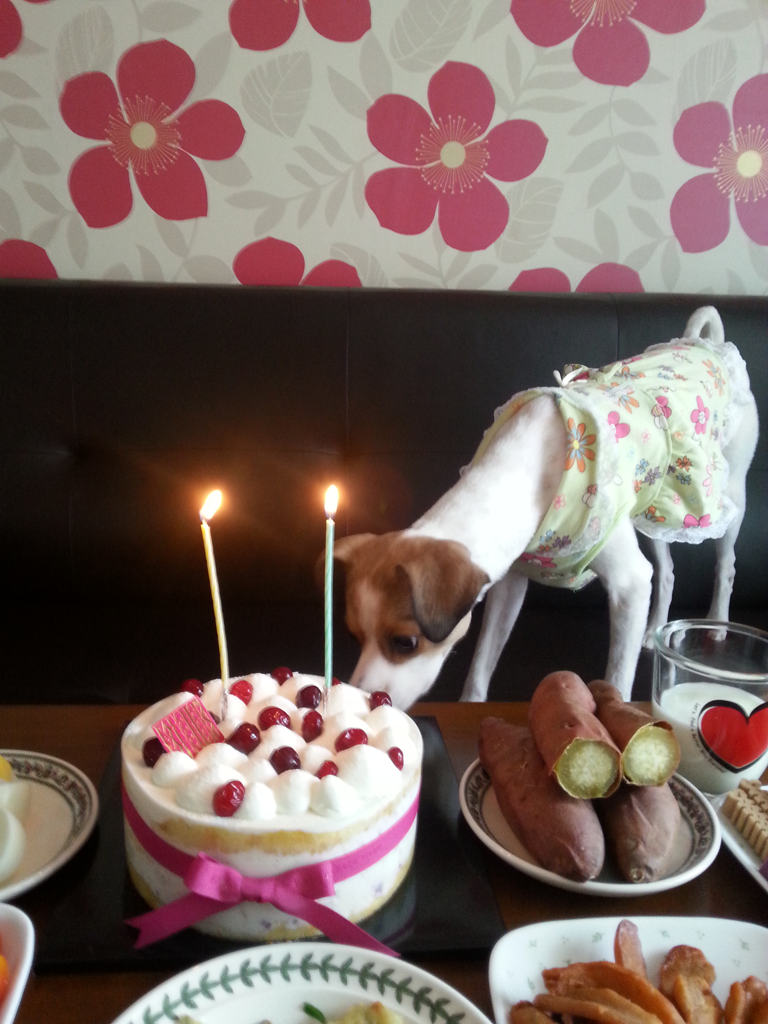 다복이 두번째 생일입니다.^^