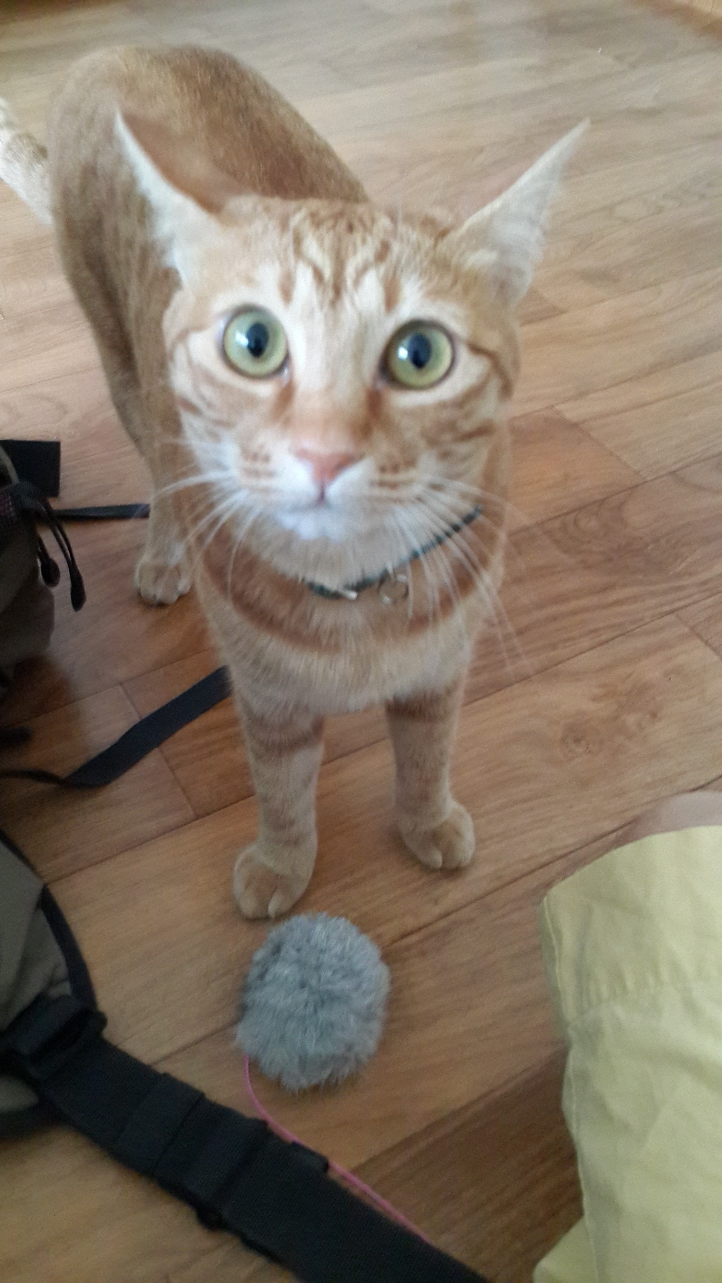 장화의 첫 월드컵