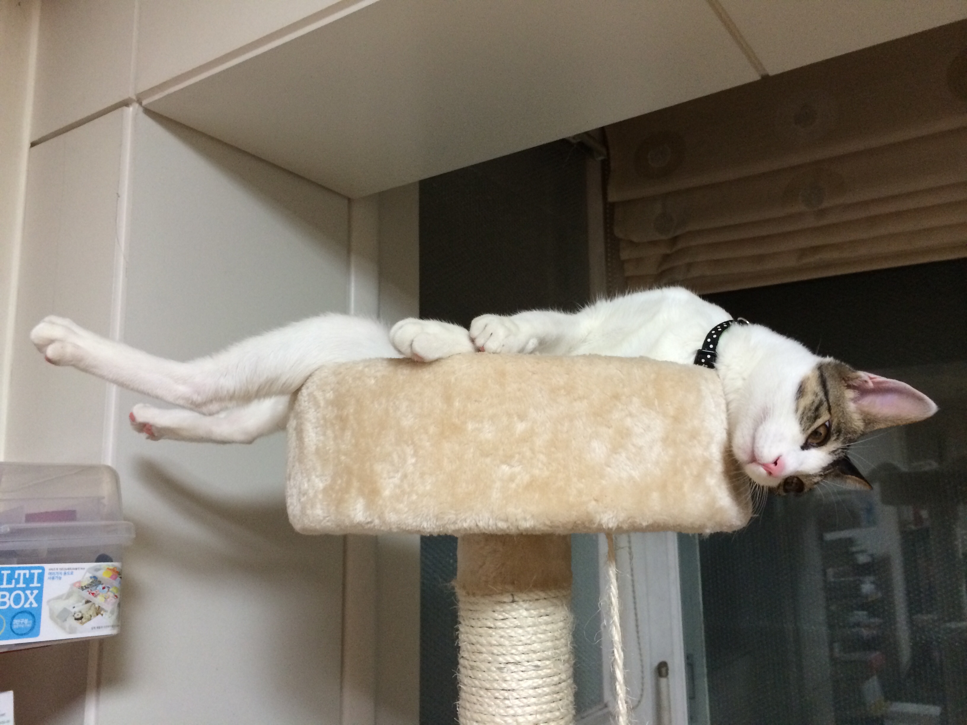 오랜만에 미키 인사드려요