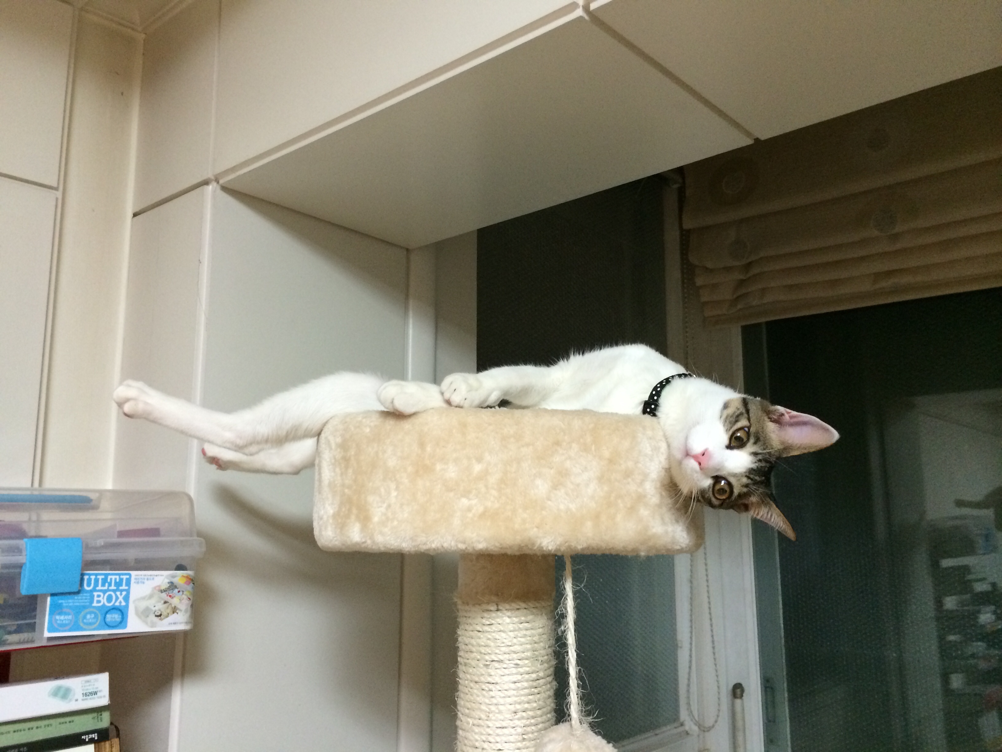 오랜만에 미키 인사드려요