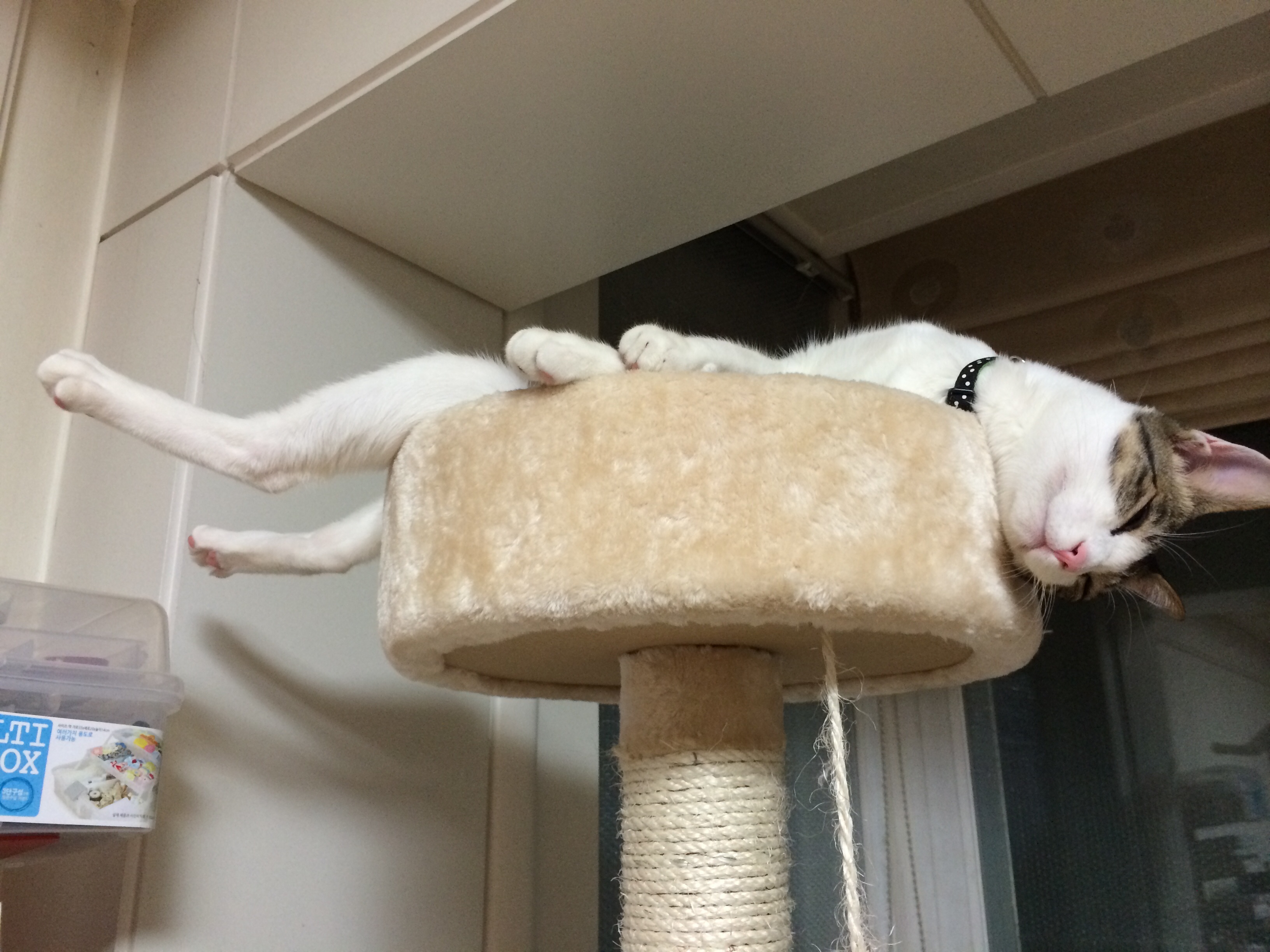 오랜만에 미키 인사드려요