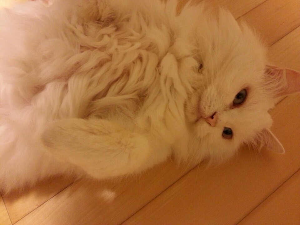 7월 22일에 입양된 사랑스러운 마리♡