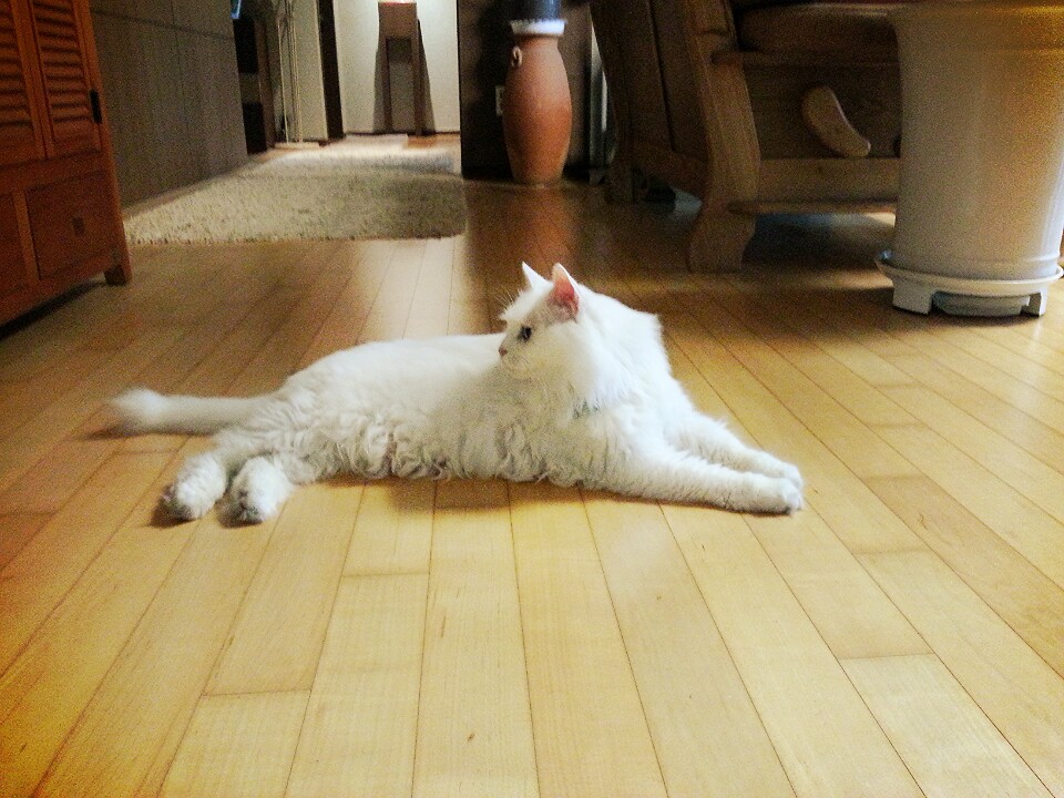 7월 22일에 입양된 사랑스러운 마리♡