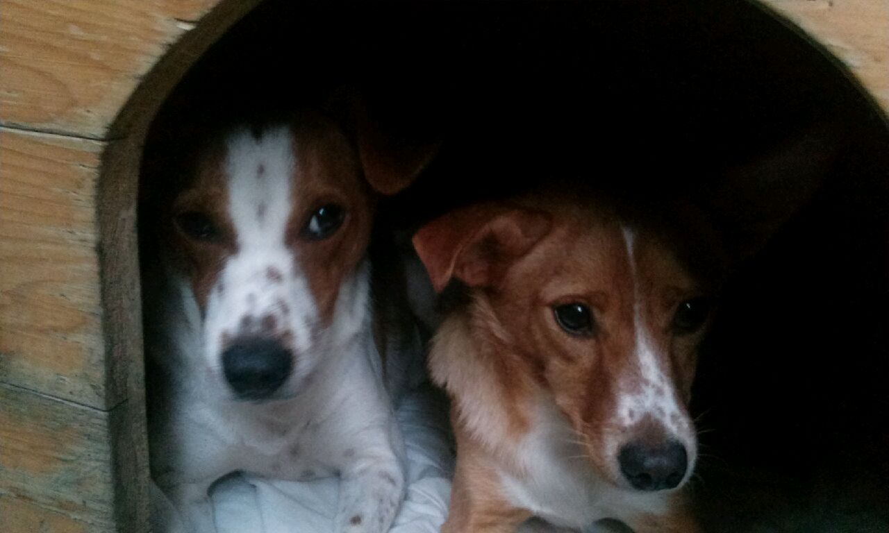 망고와 탱고 입양후기입니다~