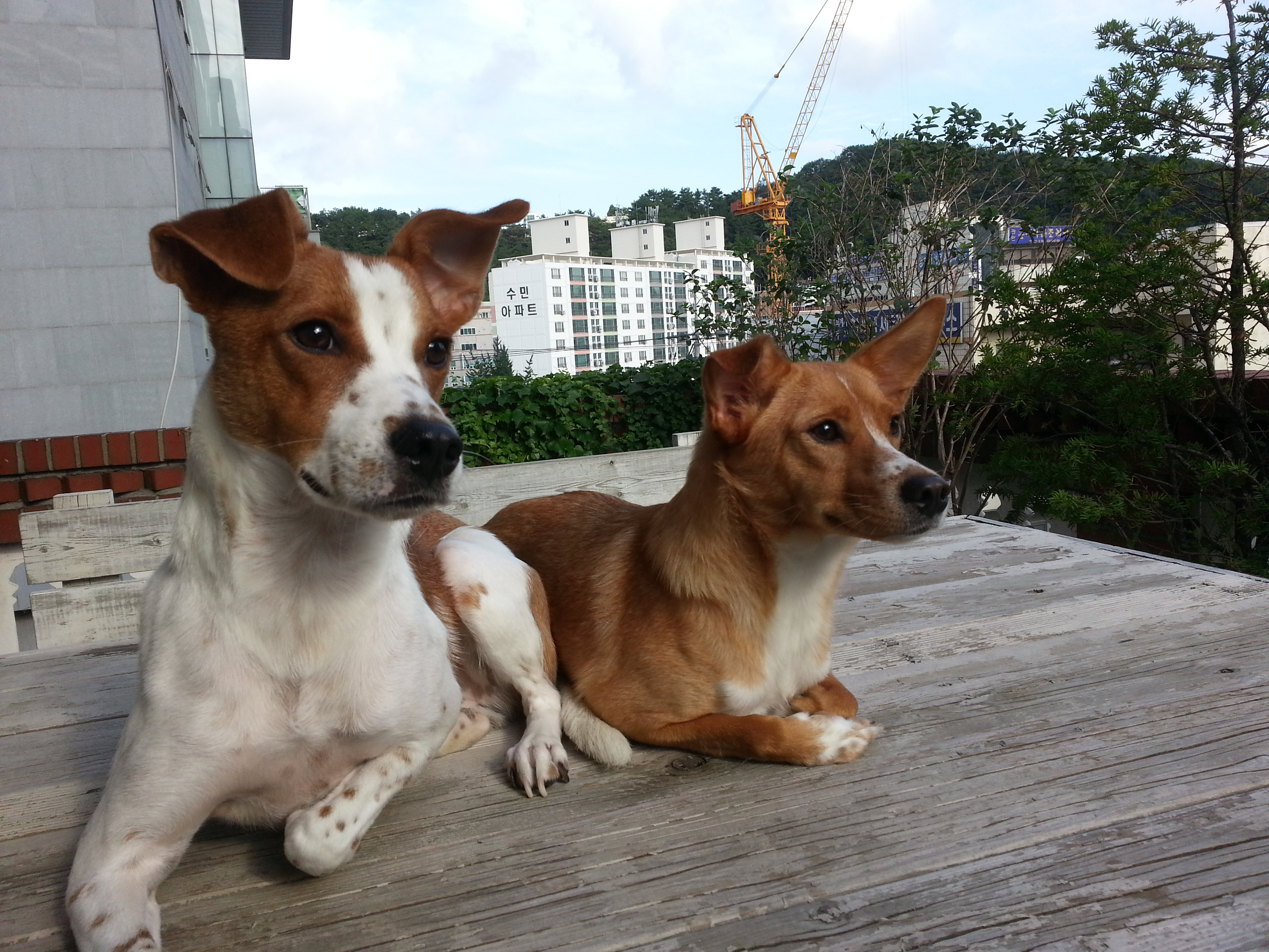 망고와 탱고 입양후기입니다~