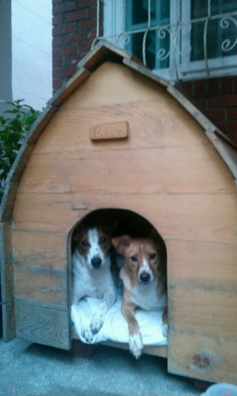 망고와 탱고 입양후기입니다~