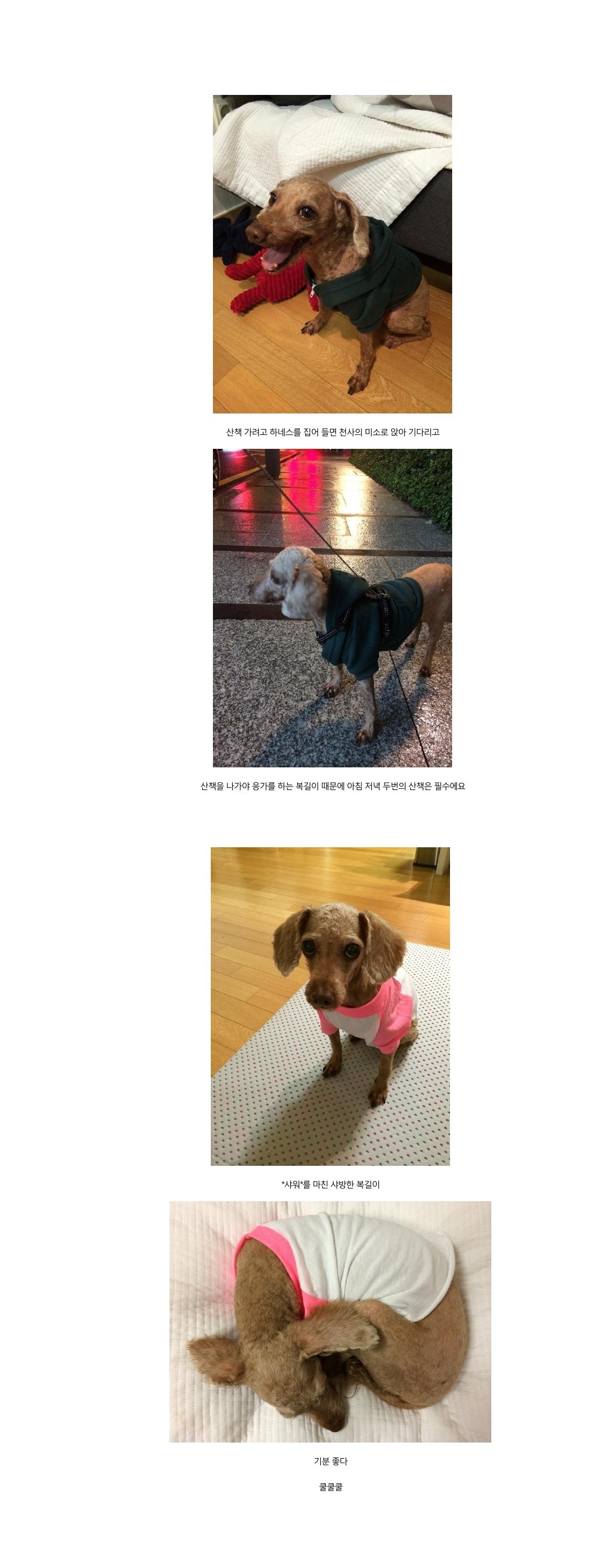 우리집 새식구 구 럭키 현 복길이 소개합니다.  