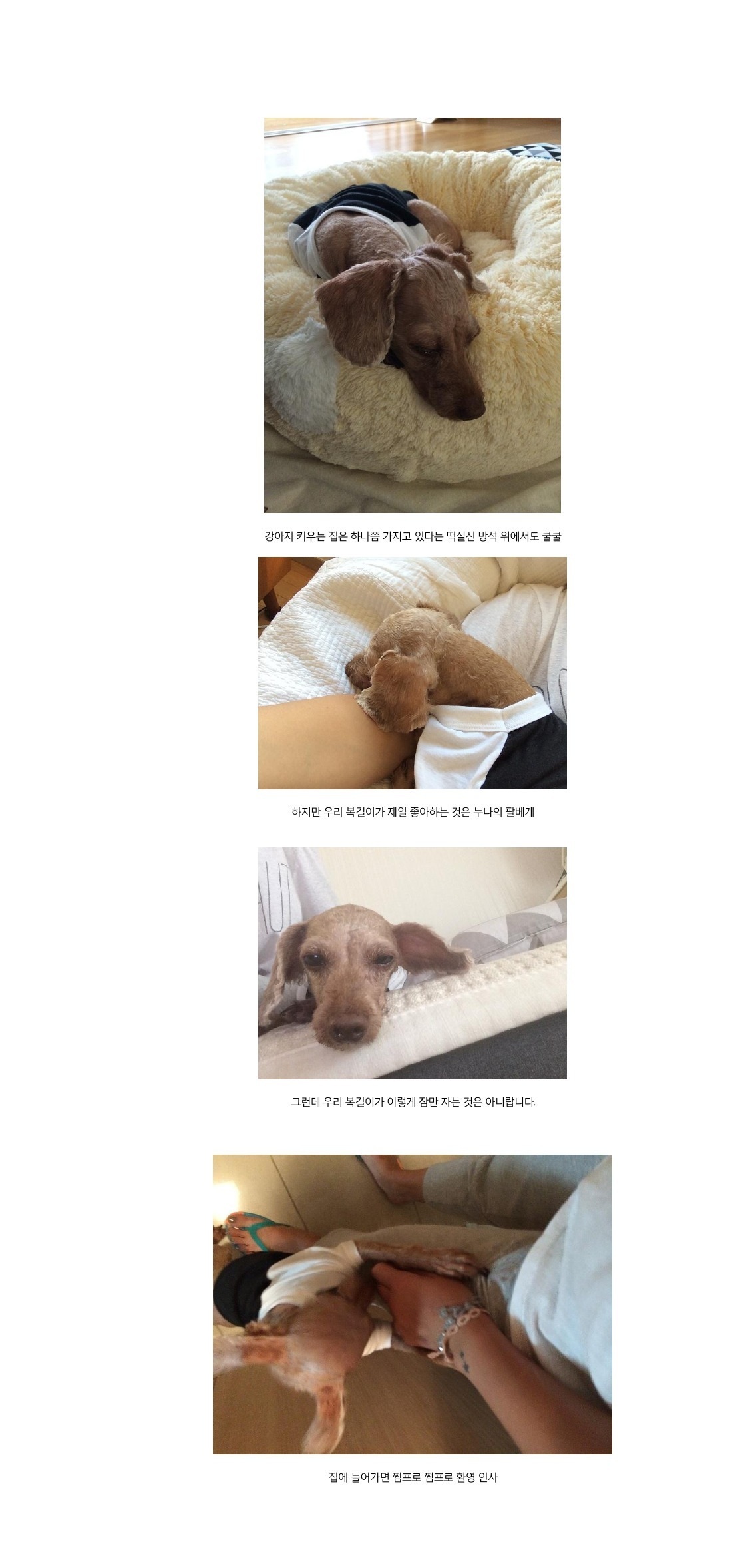 우리집 새식구 구 럭키 현 복길이 소개합니다.  