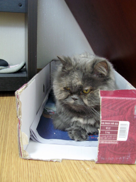 얄식이, 기억하시나요?