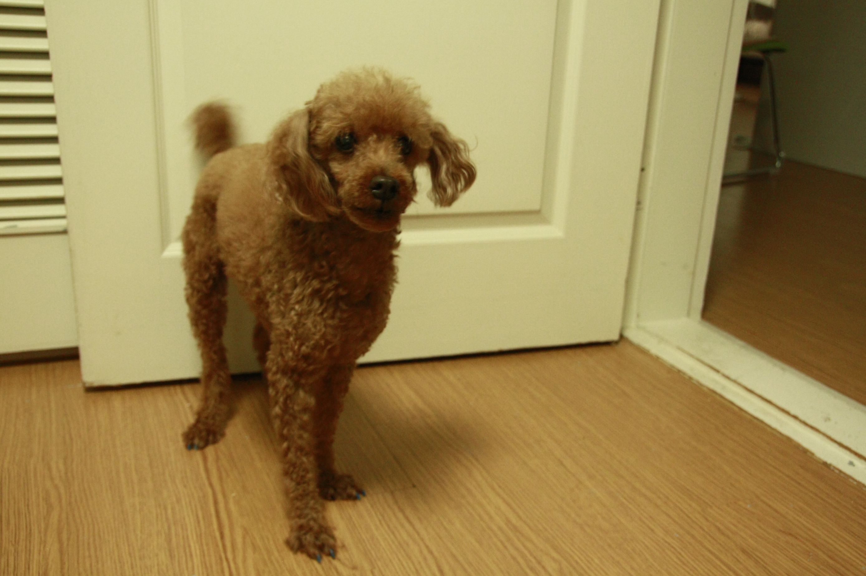 얄식이, 기억하시나요?