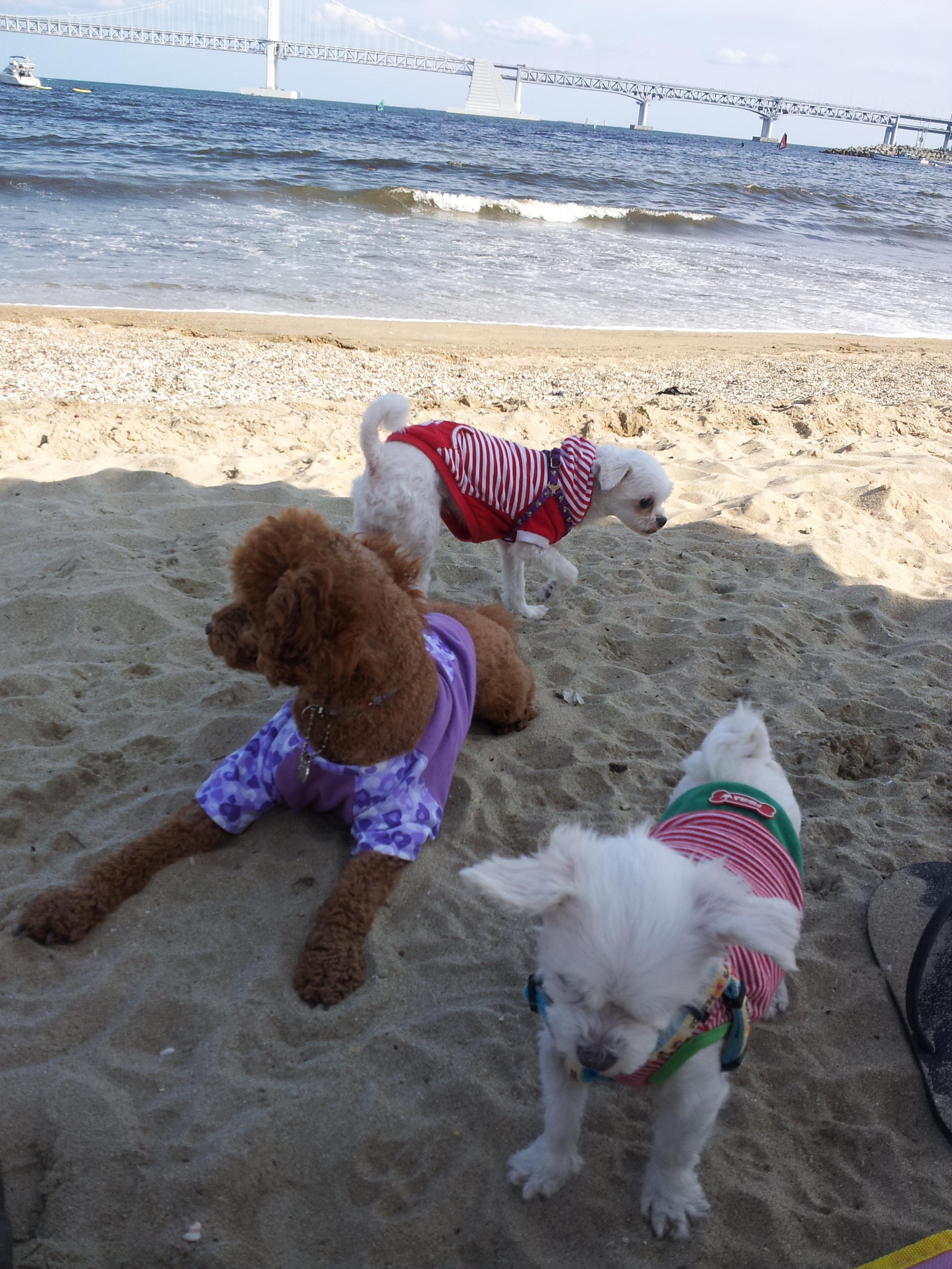 부산에서 콩 예삐 바다산책