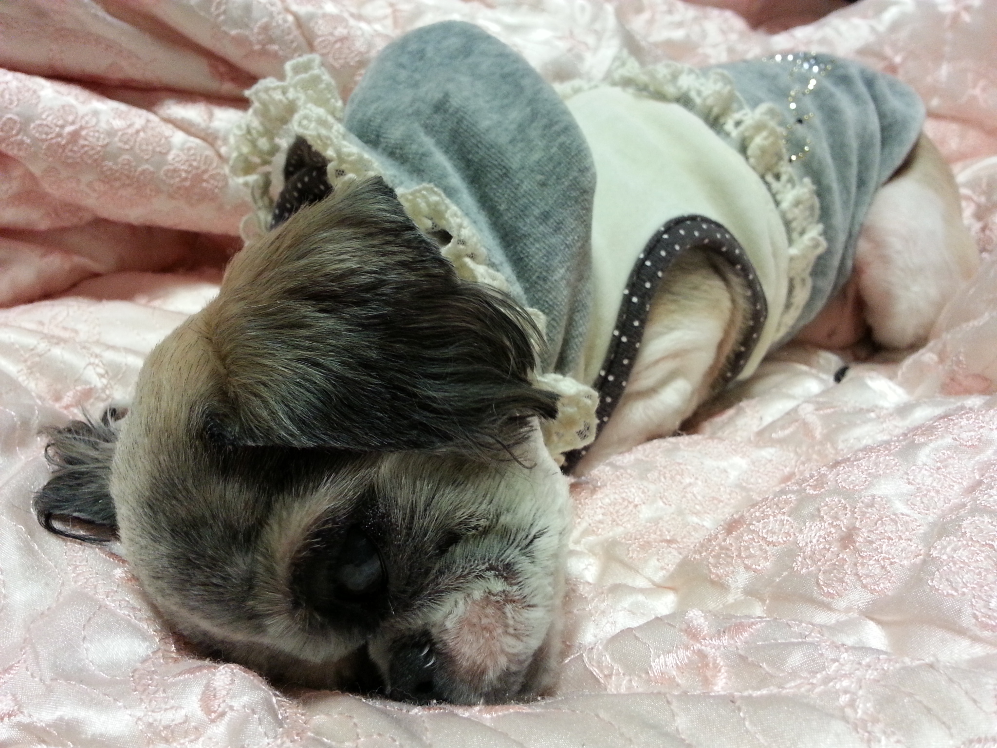 이제는 나이든 할배 럭키...