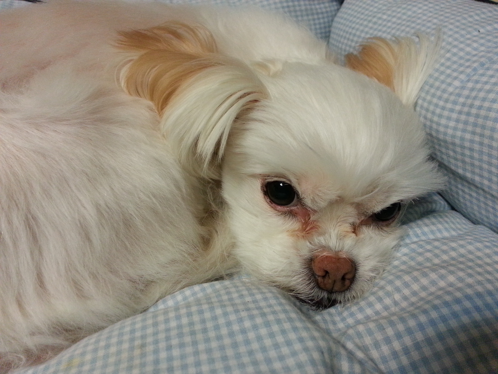 이제는 나이든 할배 럭키...