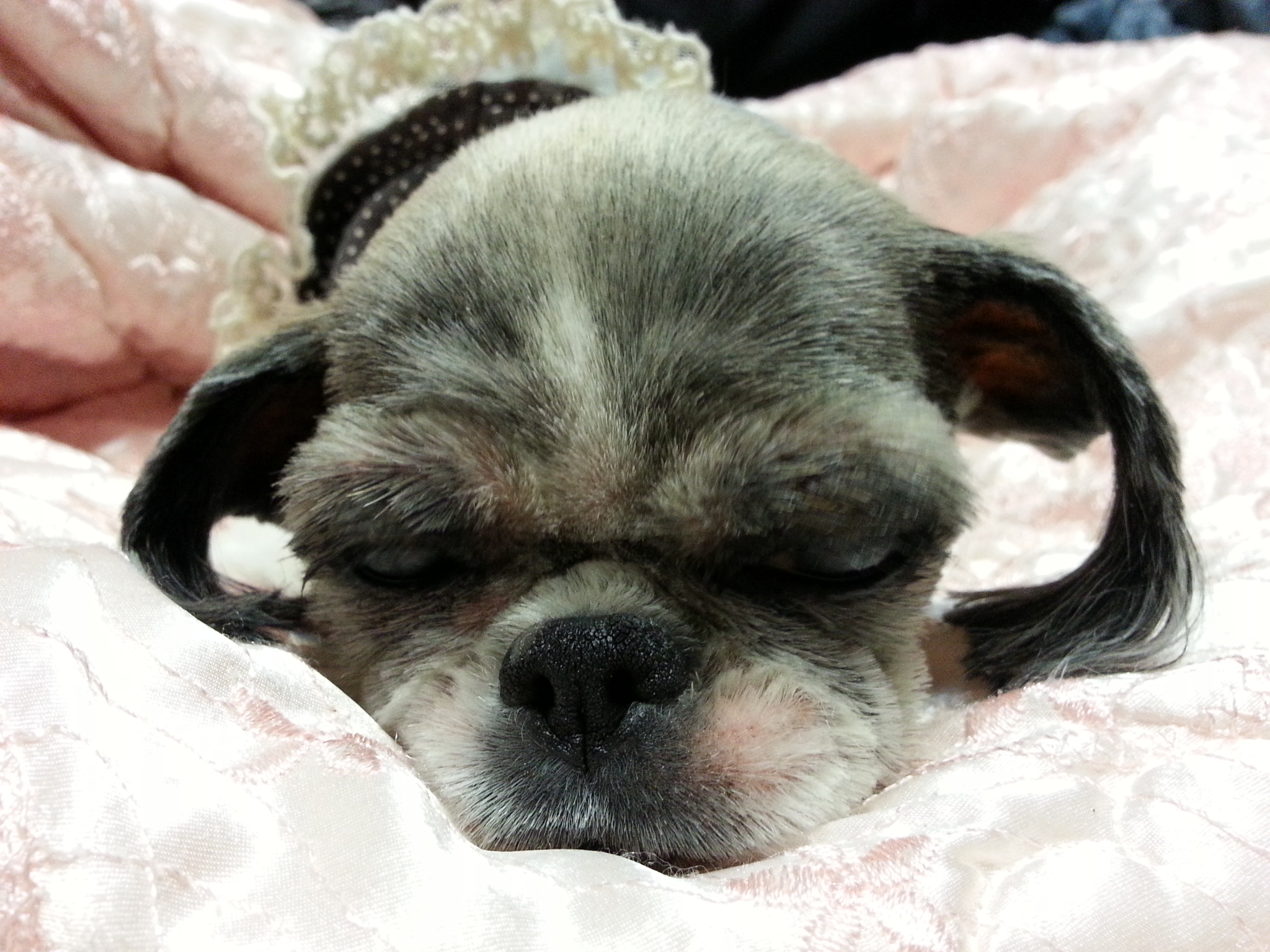 이제는 나이든 할배 럭키...