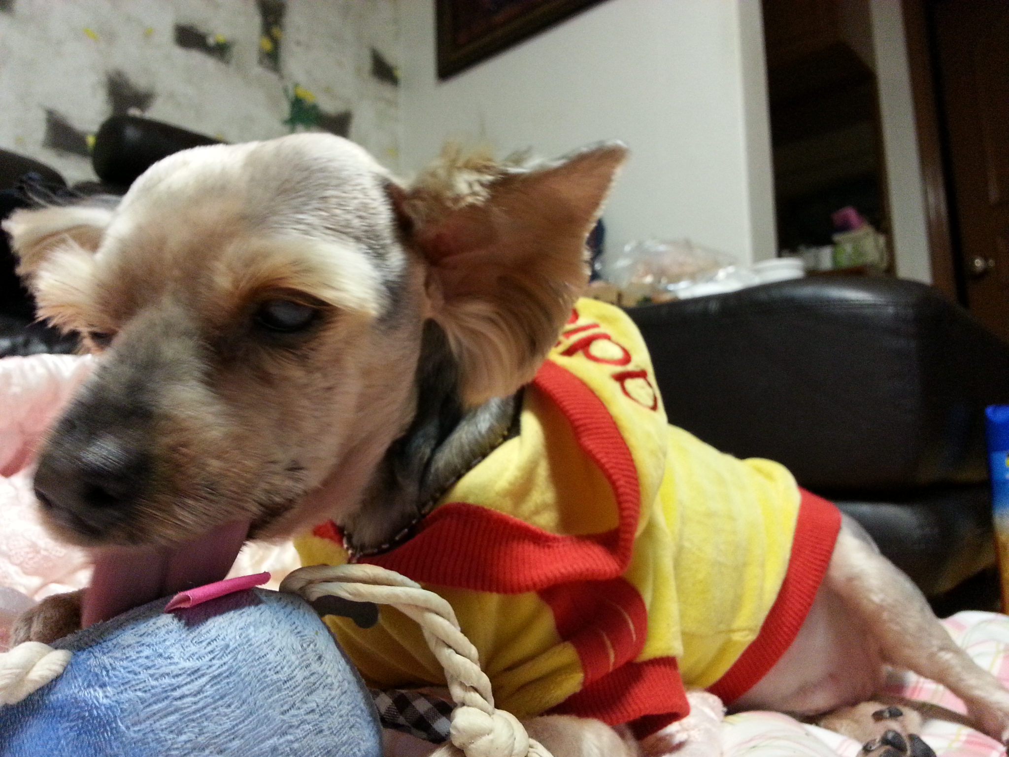 이제는 나이든 할배 럭키...