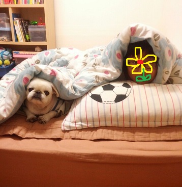 제제(로미오) 소식 전합니다 :-)