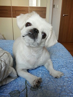 제제(로미오) 소식 전합니다 :-)