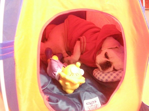 제제(로미오) 소식 전합니다 :-)