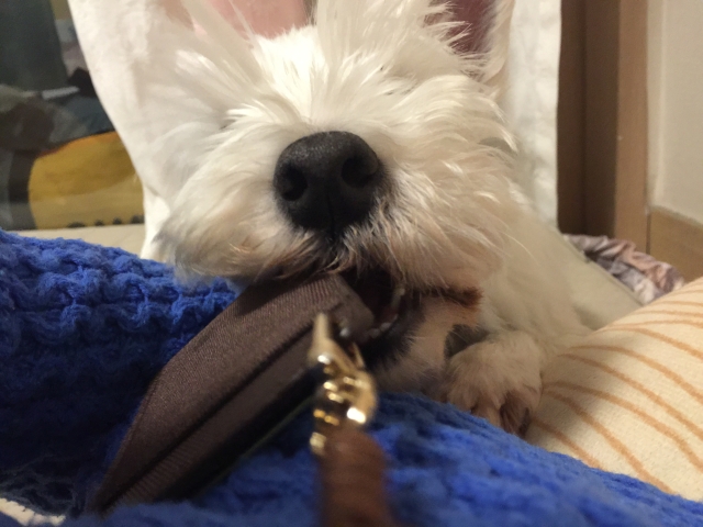 애플이 근황 입니다.