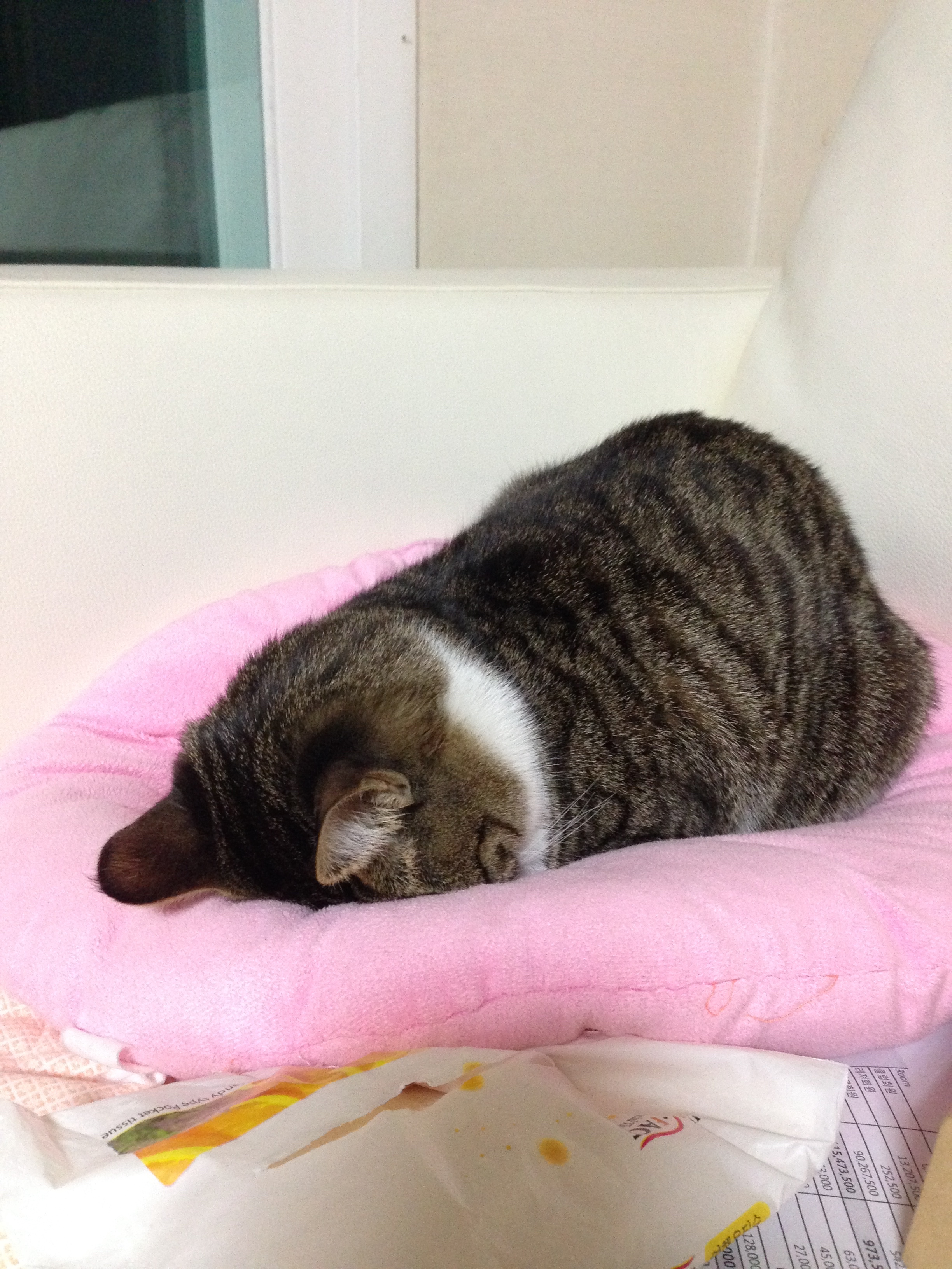 호야 이사했어요