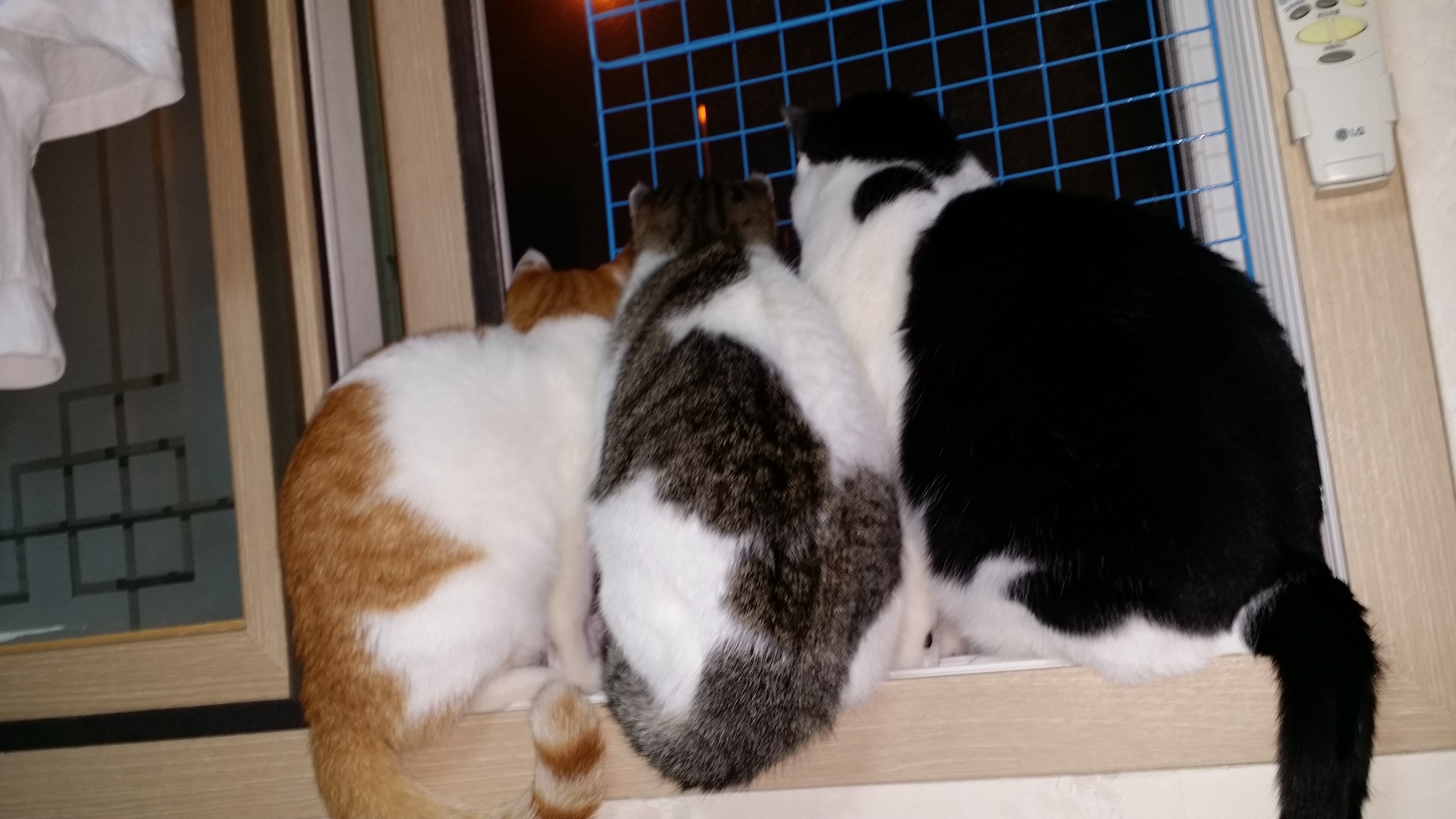 단테 3차후기...^^