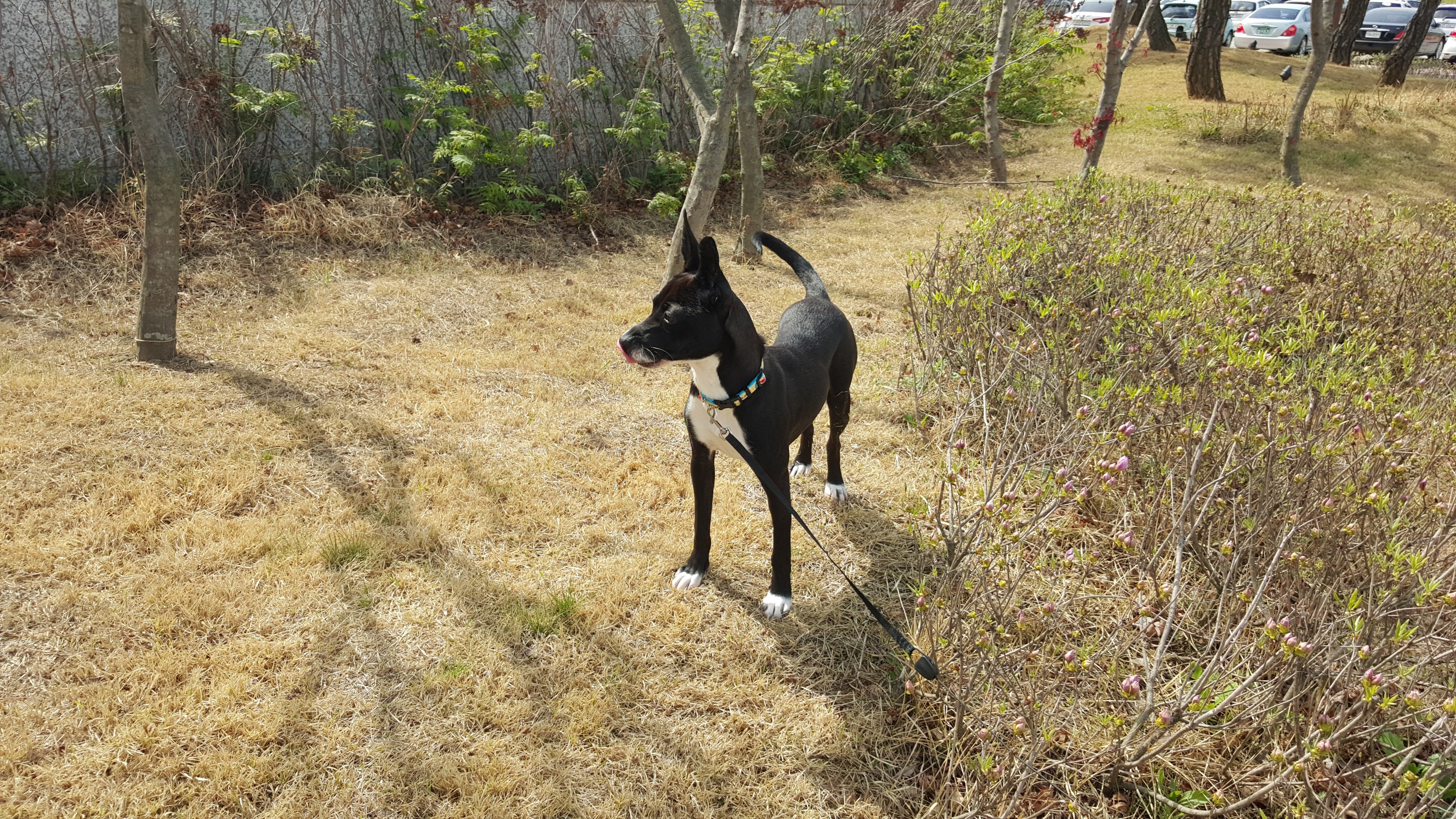 딩동이네 봄소식 전합니다.