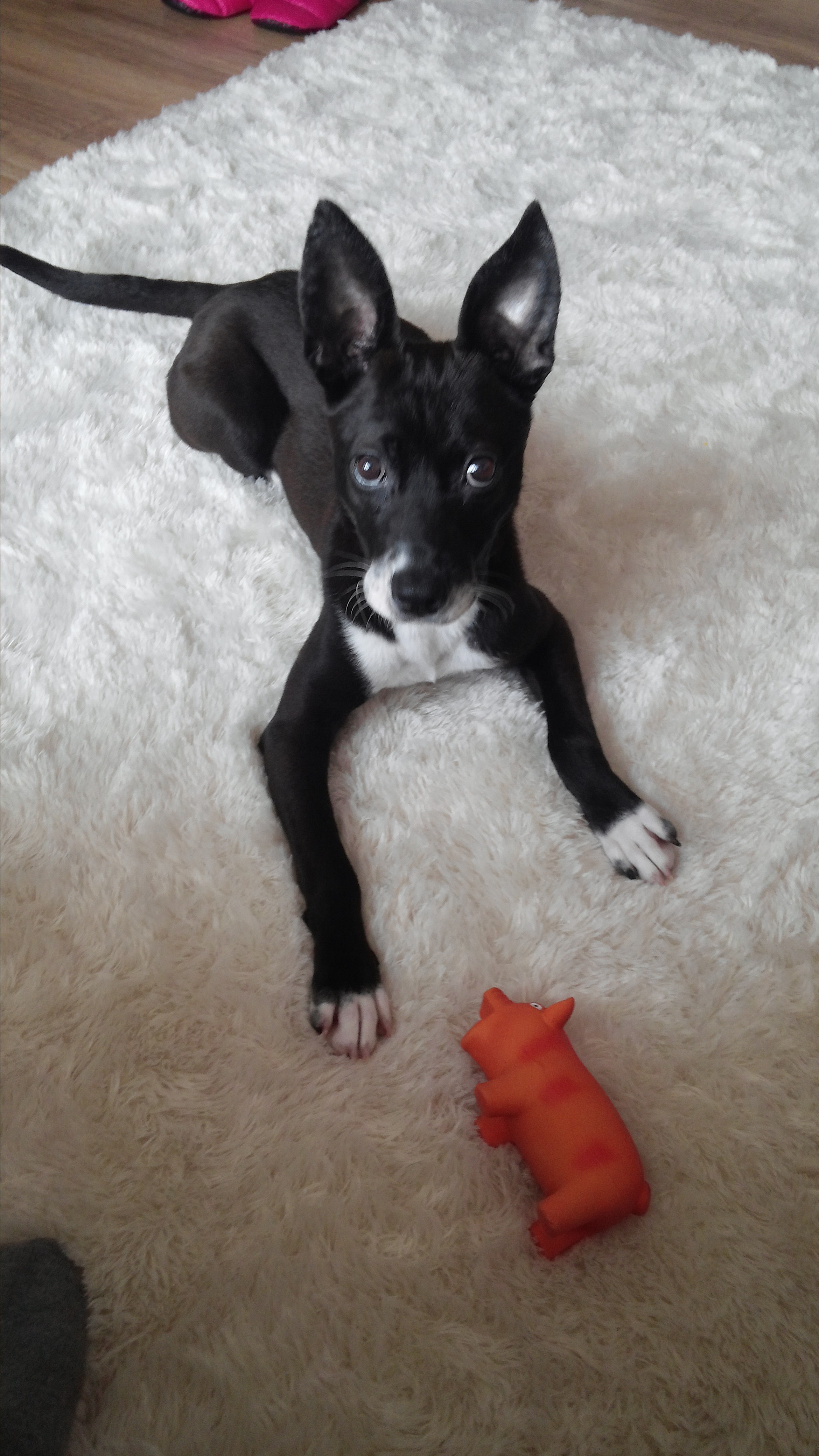 딩동이네 봄소식 전합니다.